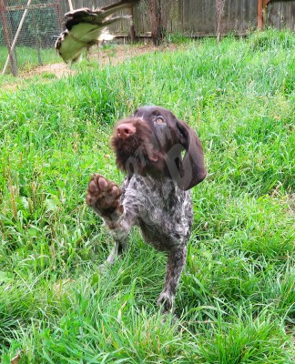 Щенок дратхаар